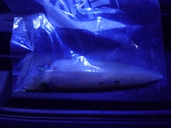 ケンサキイカの釣果