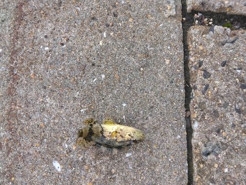 タケノコメバルの釣果