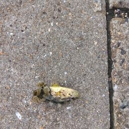 タケノコメバル