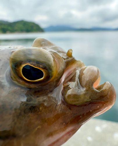 カレイの釣果
