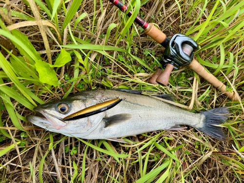 マルスズキの釣果