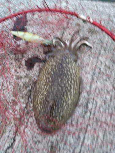 シリヤケイカの釣果