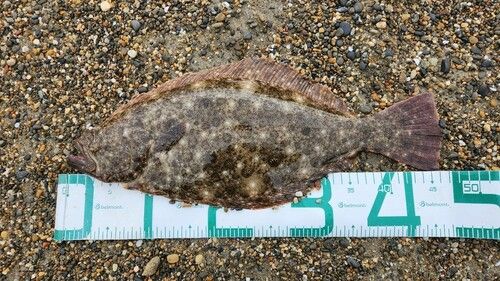 ヒラメの釣果