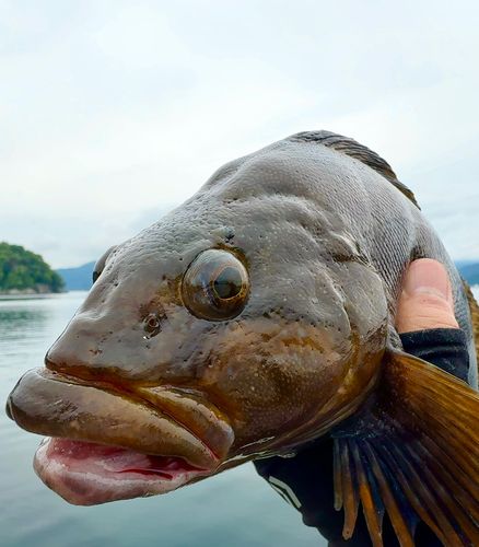 アイナメの釣果