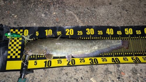 ナマズの釣果
