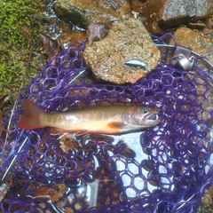 イワナの釣果