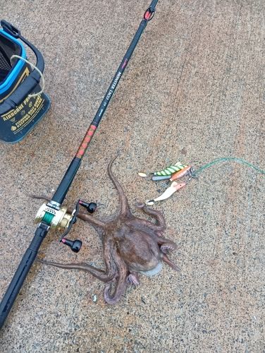 タコの釣果