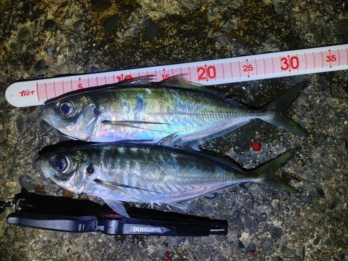 アジの釣果