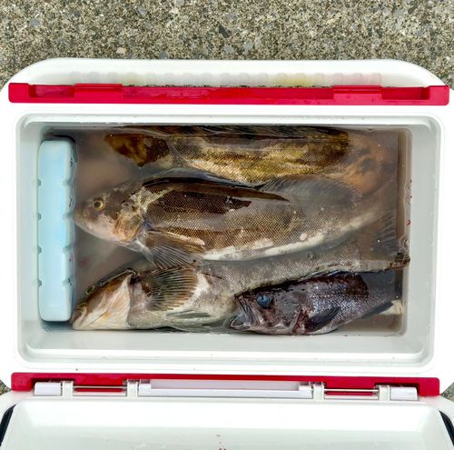 アイナメの釣果