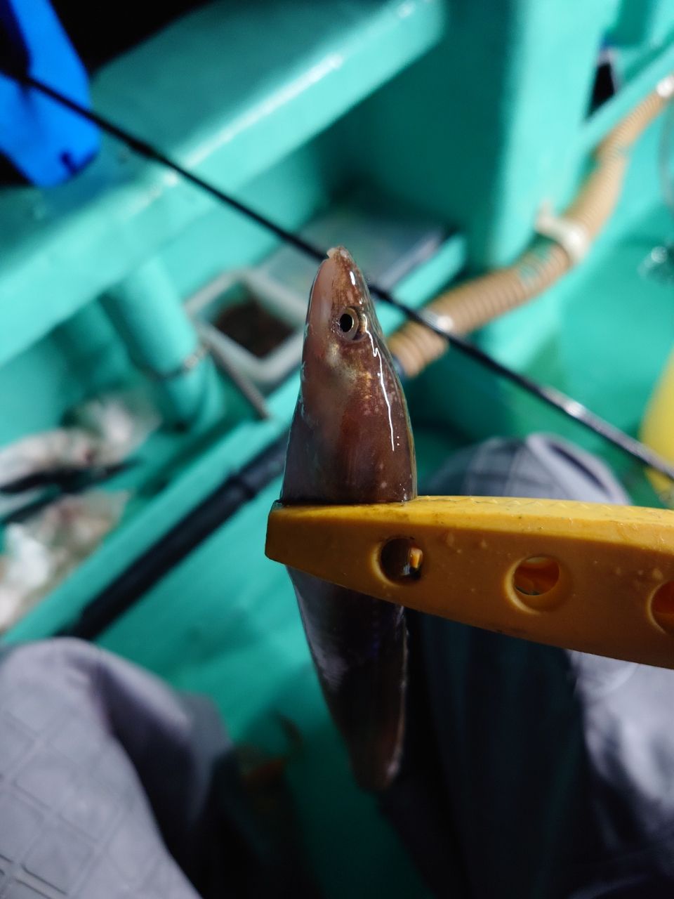 カワハギ太郎さんの釣果 2枚目の画像