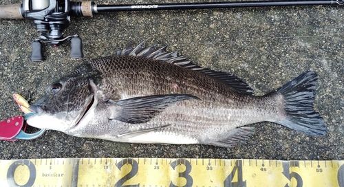 チヌの釣果