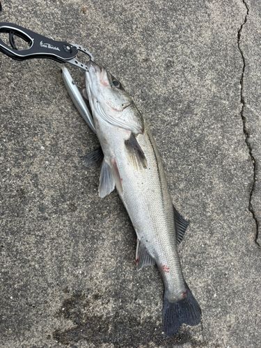 ハネ（マルスズキ）