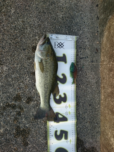 ブラックバスの釣果