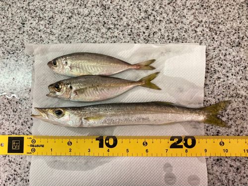 カマスの釣果