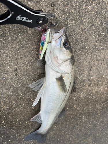 ハネ（マルスズキ）の釣果