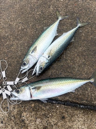 サバの釣果