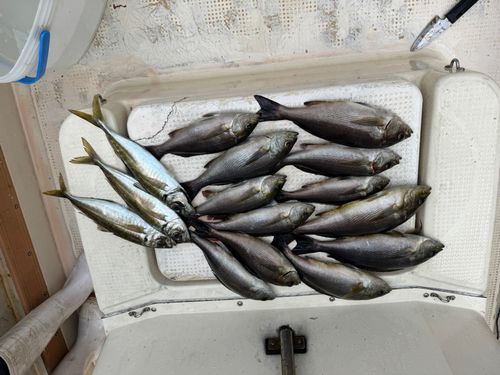 釣果