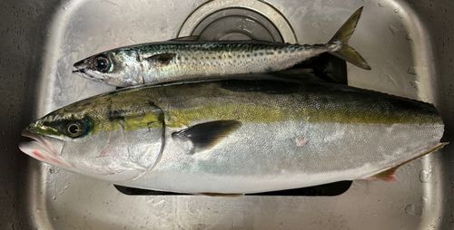 ワラサの釣果