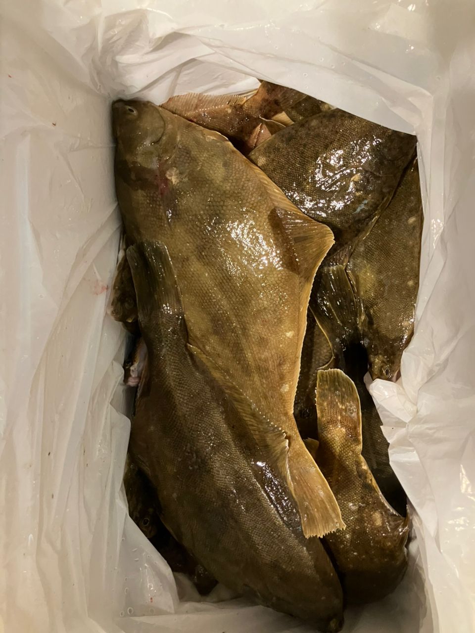 クニッペさんの釣果 1枚目の画像