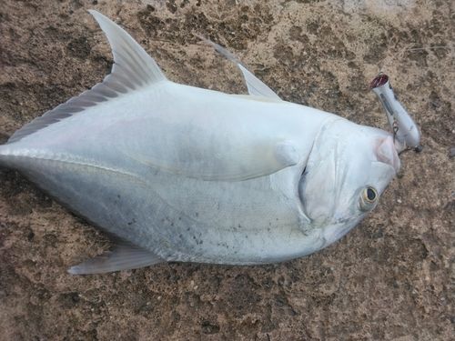 ロウニンアジの釣果