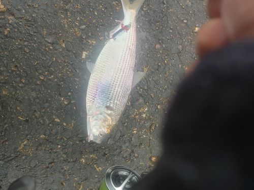 コノシロの釣果
