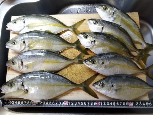シマアジ