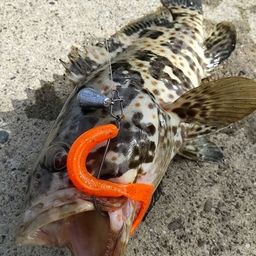 チャイロマルハタ