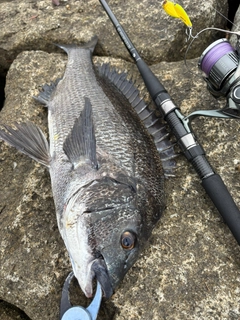 クロダイの釣果