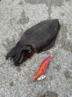 コウイカの釣果