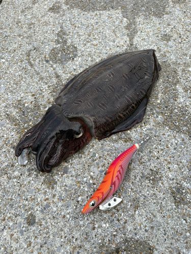 コウイカの釣果
