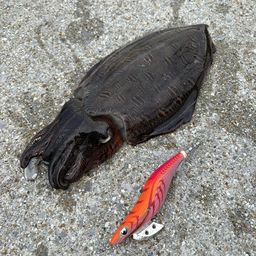 コウイカ