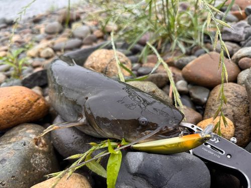 ナマズの釣果