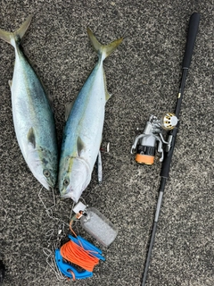 イナダの釣果