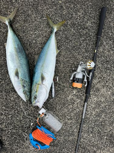 イナダの釣果