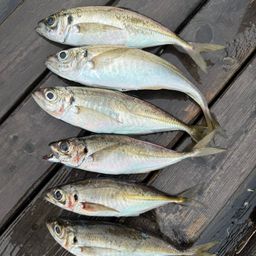 アジ