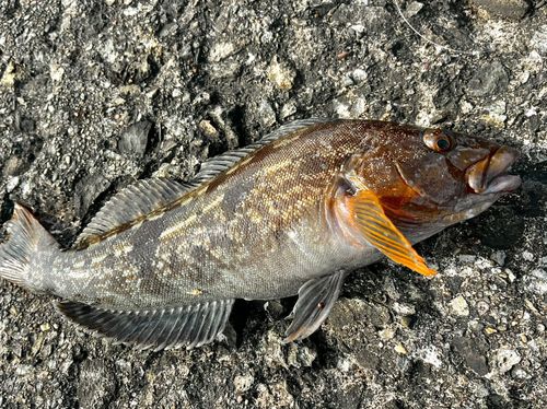アイナメの釣果