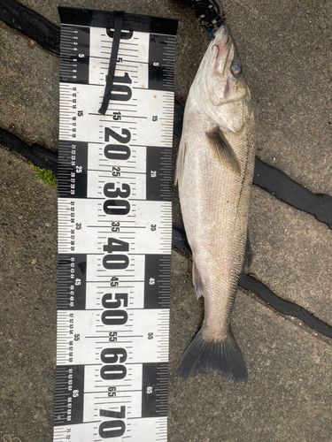 スズキの釣果