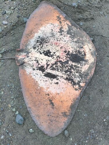 ツバクロエイの釣果