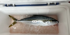 ヒラマサの釣果