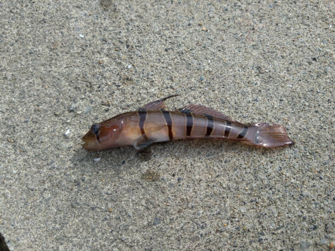 キヌバリ