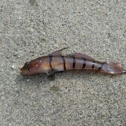 キヌバリ