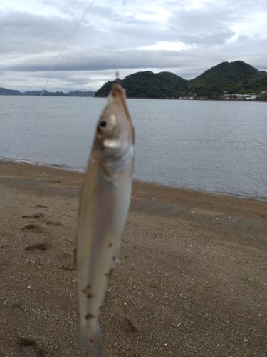 キスの釣果