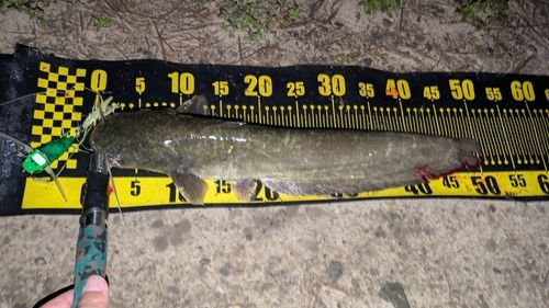 ナマズの釣果