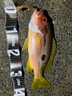 ヨコスジフエダイの釣果