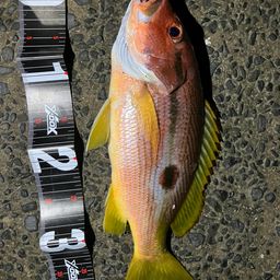 ヨコスジフエダイ