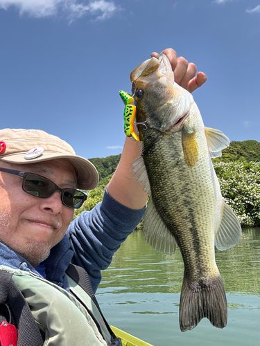 ラージマウスバスの釣果