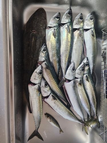 サバの釣果