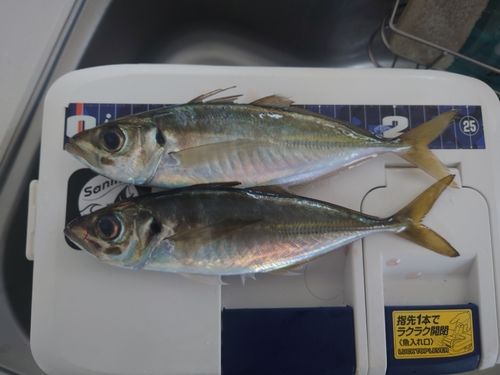 アジの釣果