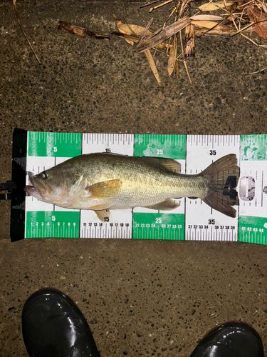 ブラックバスの釣果