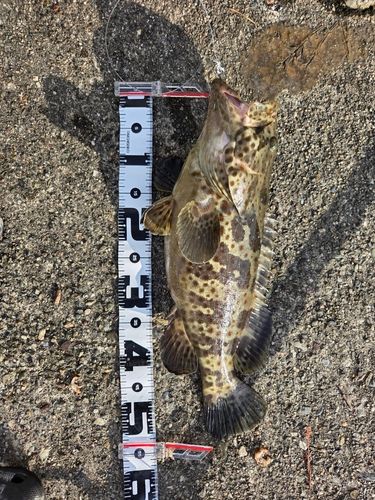 チャイロマルハタの釣果